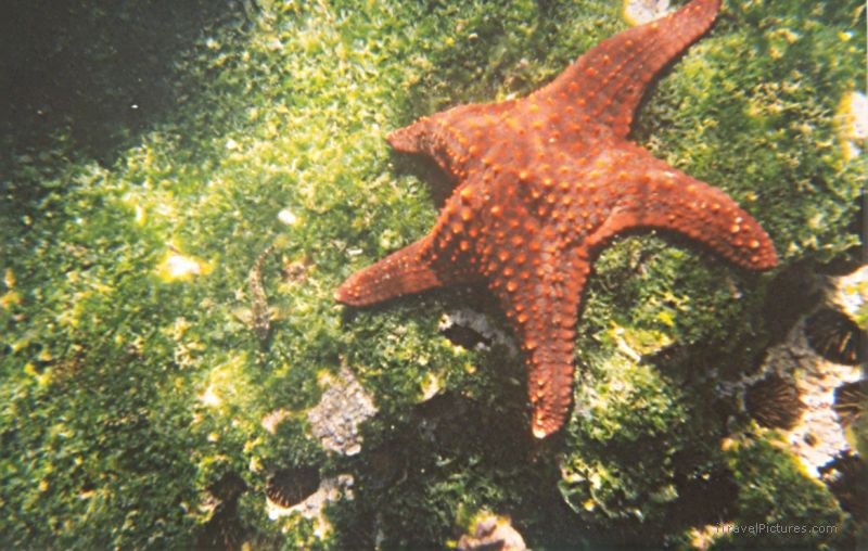starfish snorkel snorkelling Tagus red underwater